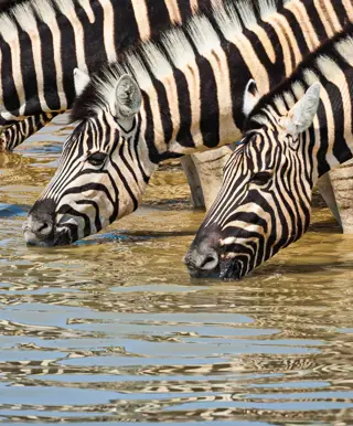 Erkunde den Kgalagadi Transfrontier Park mit deinem 4x4